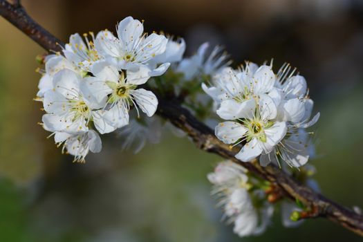 Blooming White Chinese plum flower or Japanese apricot, Korean green plum, East Asia, is usually called plum blossom