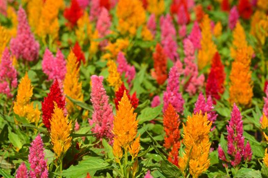 Close up Colorful Blooming Cocks comb, Foxtail amaranth, Celosia Plumosa or Celosia argentea, note select focus with shallow depth of field