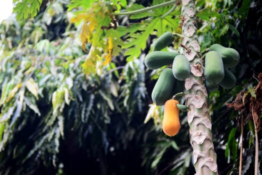 Soft focus of The papaya tree with fruits.