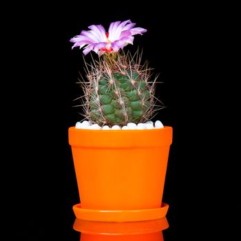 Beautiful Cactus in Flower Pot or cacti Flowers which are in their colorful Blooming Isolated on Black Background.