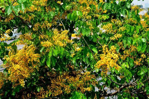 Soft focus of Blooming yellow Burma padauk flowers, Burmese Rosewood flowers or Pterocarpus macrocarpus