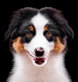 Australian Shepherd purebred puppy, 3 months old looking at camera - close-up portrait. Black Tri color Aussie dog, isolated on black background.