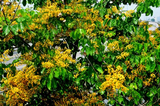 Soft focus of Blooming yellow Burma padauk flowers, Burmese Rosewood flowers or Pterocarpus macrocarpus