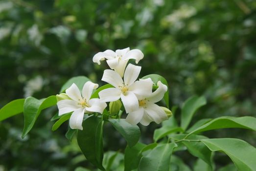 Andaman satinwood, Chanese box tree, Cosmetic bark tree, Orange jasmine, Orange jessamine, Satin wood or Murraya paniculata (L.) Jack