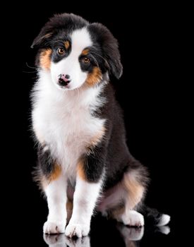 Beautiful happy Australian shepherd puppy 3 months old. Cute dog is sitting frontal and looking at camera, isolated on black background