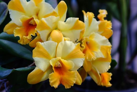Blooming White Yellow Cattleya hybrids orchid 