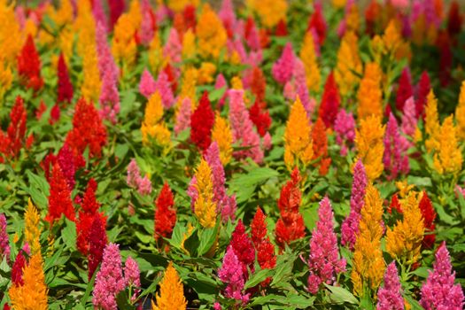 Close up Colorful Blooming Cocks comb, Foxtail amaranth, Celosia Plumosa or Celosia argentea, note select focus with shallow depth of field