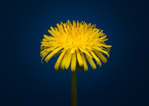 Dandelion Flower open. Yellow Flower head of dandelion disclosed. Macro shot on dark blue background. Spring scene in studio.