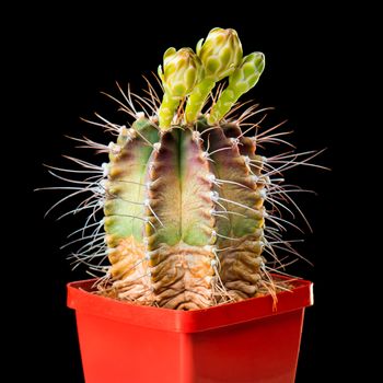 Beautiful Cactus Flowers in Flower Pot Blooming Isolated on Black Background. Gymnocalycium Flower buds with three blossoms.