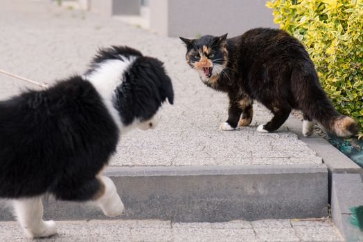 Adult famale cat and puppy Australian shepherd dog on the stairs outdoors.