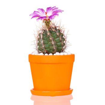 Beautiful Cactus Flowers in orange Flower Pot Blooming isolated on White Background.