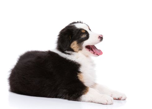 Playful Australian Shepherd purebred puppy, 2 months old looking away. Happy black Tri color Aussie dog, isolated on white background.