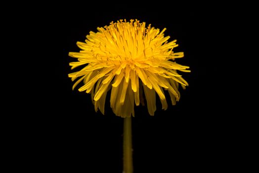 Dandelion Flower open. Yellow Flower head of dandelion disclosed. Macro shot on black background. Spring scene in studio.