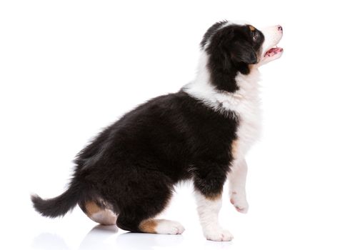 Beautiful happy Australian shepherd puppy dog is sitting frontal and looking upward, isolated on white background