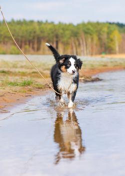 Happy dog runs along the beach in a spray of water. Beautiful Australian shepherd puppy 3 months old running towards camera. Cute dog enjoy playing on beach.