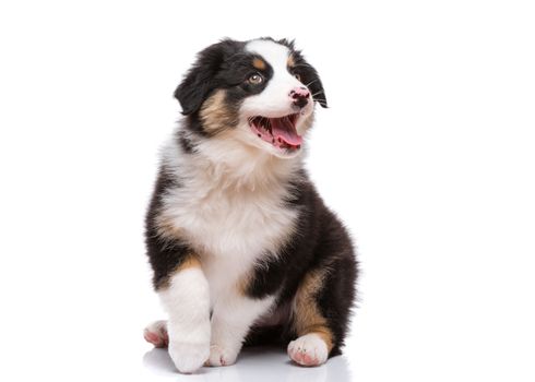 Beautiful happy Australian shepherd puppy dog is sitting frontal and looking upward, isolated on white background