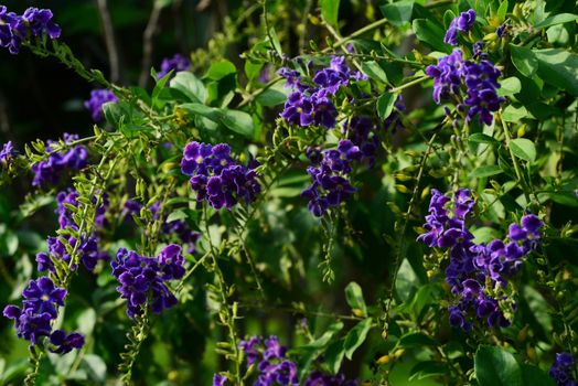 Duranta, Golden Dewdrop, Crepping Sky Flower, Pigeon Berry or Duranta erecta, Purple flower with green leaves background