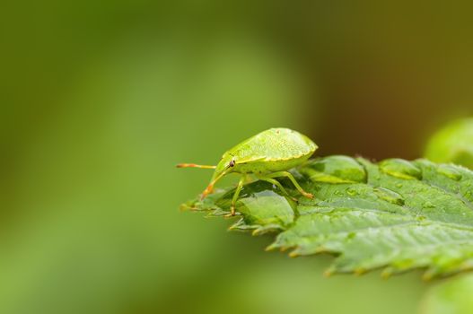 a Small beetle insect on a plant in the meadows