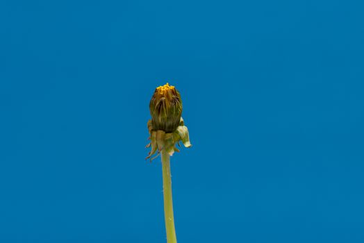 Dandelion Flower open. Yellow Flower head of dandelion disclosed. Macro shot on blue background. Spring scene in studio.