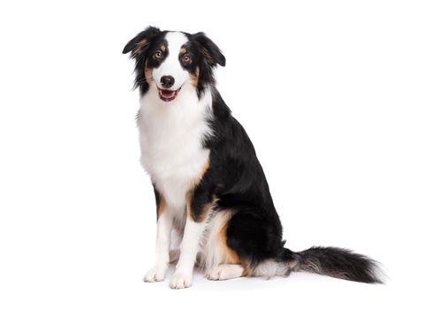 Portrait of cute young Australian Shepherd dog sitting on floor, isolated on white background. Beautiful adult Aussie, frontal and looking at camera.