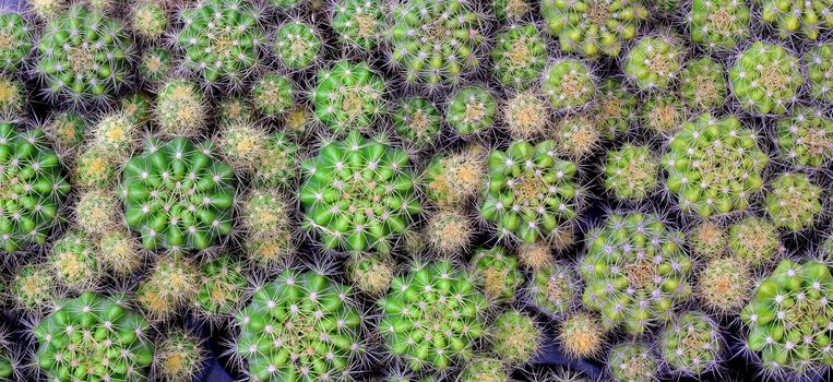 Panorama  Echinopsis calochlora cactus background