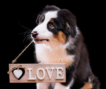 Valentines day - Australian Shepherd purebred puppy, 3 months old holding a wooden plate in mouth, isolated on black background. Little Aussie dog holding signboards with Love sign.