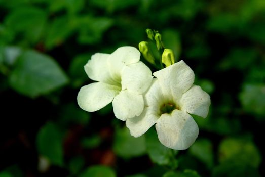 Asystasia gangetica is a species of plant in the family Acanthaceae. It is commonly known as the Chinese violet, coromandel or creeping foxglove.