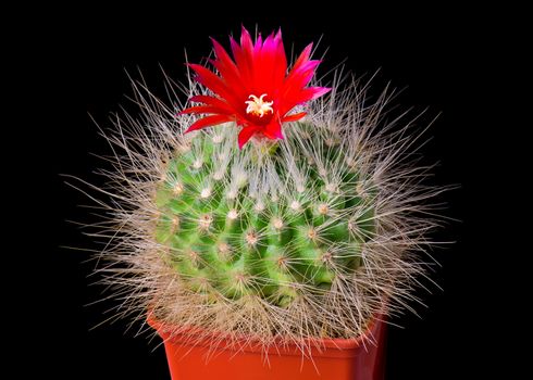 Beautiful cactus or cacti flowers which are in their colorful blooming on black background. Opening red Parodia penicillata.