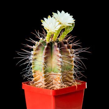 Beautiful Cactus Flowers in Flower Pot Blooming Isolated on Black Background. Gymnocalycium Flower buds with three blossoms.