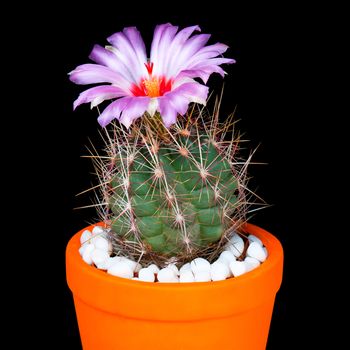 Beautiful Cactus in Flower Pot or cacti Flowers which are in their colorful Blooming on Black Background.