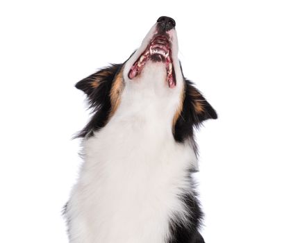 Close up portrait of cute young Australian Shepherd dog with open mouth, isolated on white background. Beautiful adult Aussie, looking up away.