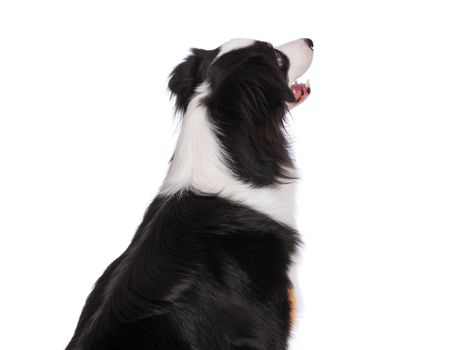 Portrait of cute young Australian Shepherd dog - back view, isolated on white background. Beautiful adult Aussie - rear view, posing in studio, looking away.