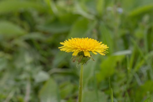 Dandelion Flower open. Yellow Flower head of dandelion disclosed early in morning. Macro shot on Natural background. Spring scene on Nature.