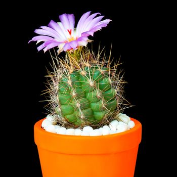 Beautiful Cactus in Flower Pot or cacti Flowers which are in their colorful Blooming on Black Background.