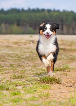 Happy Aussie dog runs on meadow with green grass in summer or spring. Beautiful Australian shepherd puppy 3 months old running towards camera. Cute dog enjoy playing at park outdoors.