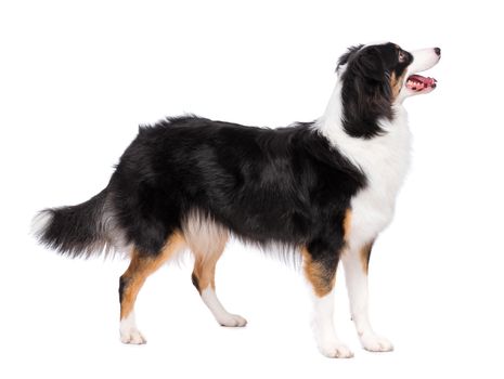 Portrait of cute young Australian Shepherd dog standing, isolated on white background. Beautiful adult Aussie, posing in studio.