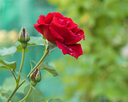 Beautiful red roses in the garden with rain drops of water on the green leaf. Bouquet of roses for Valentine Day - outdoors.