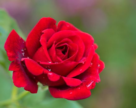 Beautiful red roses in the garden with rain drops of water on the green leaf. Bouquet of roses for Valentine Day - outdoors.