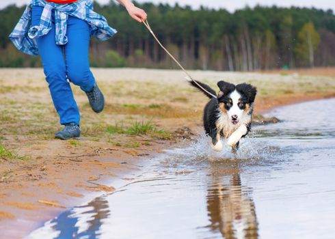 Happy dog runs along the beach in a spray of water. Beautiful woman with Australian shepherd puppy 3 months old running towards camera. Cute dog enjoy playing on beach.