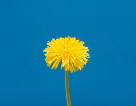 Dandelion Flower open. Yellow Flower head of dandelion disclosed. Macro shot on blue background. Spring scene in studio.