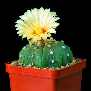 Beautiful Cactus in Flower Pot or cacti Flowers which are in their colorful Blooming on Black Background.