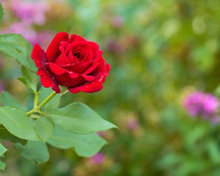 Beautiful red roses in the garden with rain drops of water on the green leaf. Bouquet of roses for Valentine Day - outdoors.