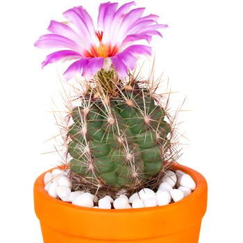 Beautiful Cactus Flowers in orange Flower Pot Blooming isolated on White Background.