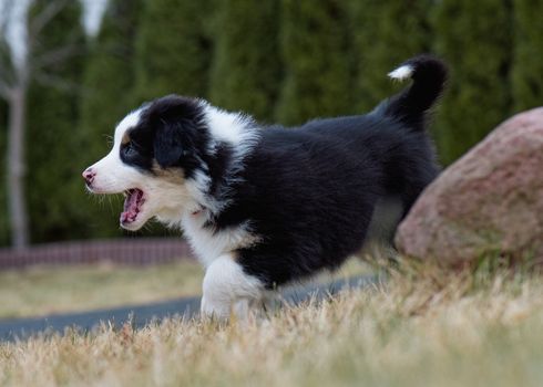 Australian Shepherd purebred dog on meadow in autumn or spring, outdoors countryside. Black Tri color Aussie puppy, 2 months old.