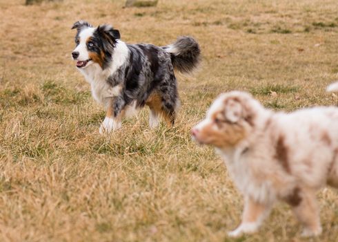 Australian Shepherd purebred dog on meadow in autumn or spring, outdoors countryside. Blue Merle Aussie adult dog.