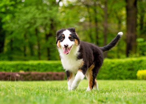 Happy Aussie dog walking at meadow with green grass in summer or spring. Beautiful Australian shepherd puppy 3 months old. Cute dog enjoy playing at park outdoors.