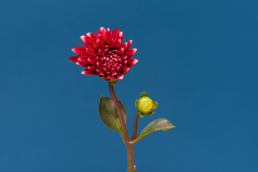 Blooming Red Flower. Beautiful Dalia opening up. Growing blossom big flower with green leaves on blue background.