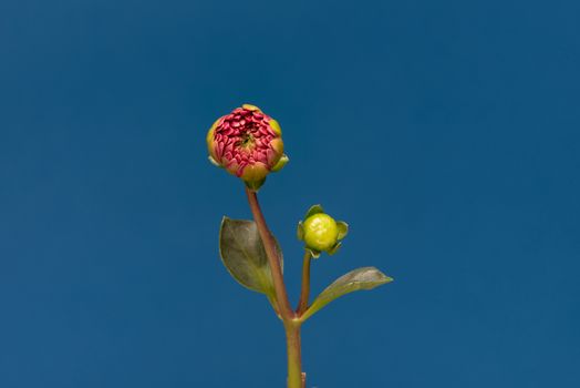 Blooming Red Flower. Beautiful Dalia opening up. Growing blossom big flower with green leaves on blue background.