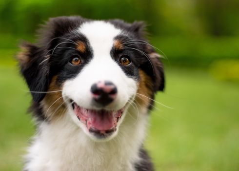 Happy Aussie on meadow with green grass in summer or spring. Beautiful Australian shepherd puppy 3 months old - portrait close-up. Cute dog enjoy playing at park outdoors.