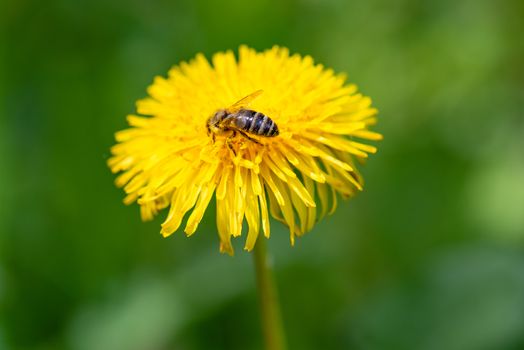 Honey Bee Collecting Pollen of yellow Flower Dandelion in nature on meadow. Close up of honeybee gathering flower nectar pollen on Blooming dandelion on green background.